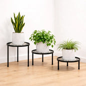 Three potted plants on black metal stands against a white wall.